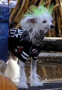 sns102608bowwowween8.jpg