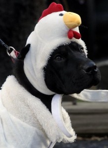 chickendog.jpg